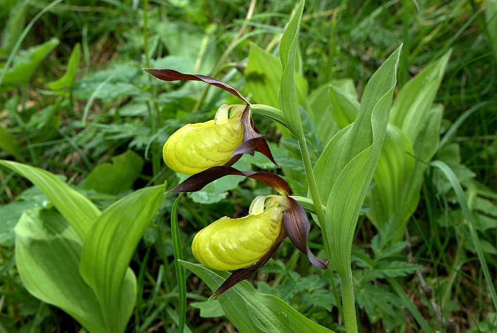 Finalmente Cypripedium calceolus